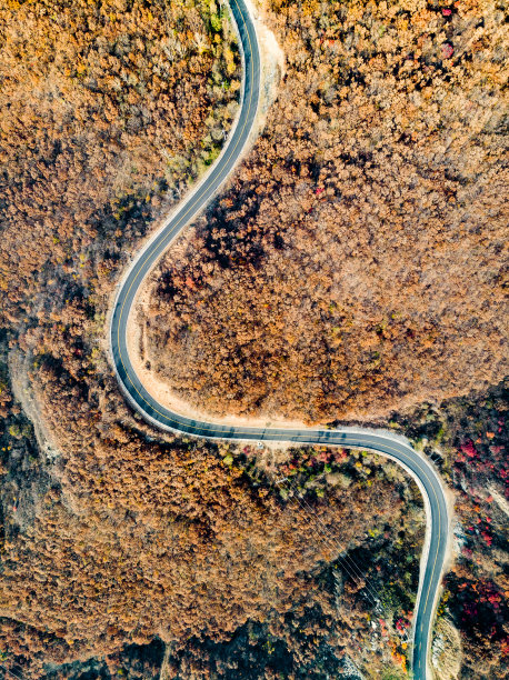 令人惊叹的道路之间的森林与秋天的颜色图片下载