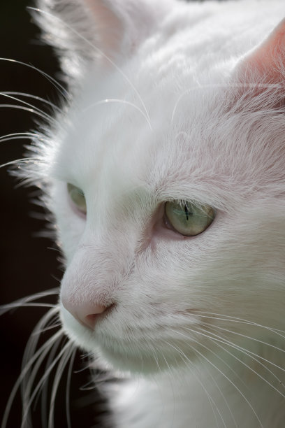 白猫脸特写图片下载