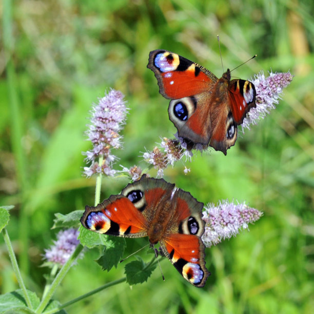 两只蝴蝶从上面图片下载