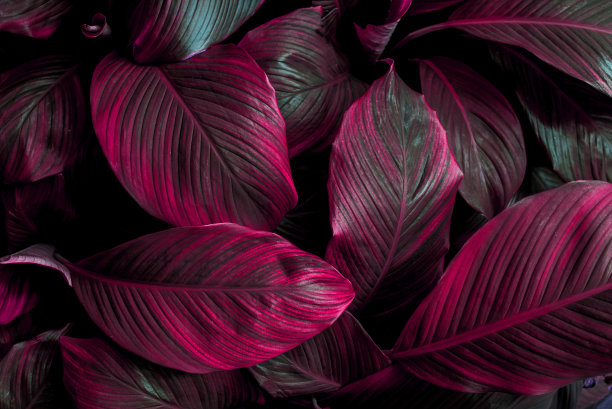 绿叶做背景和墙纸图片下载