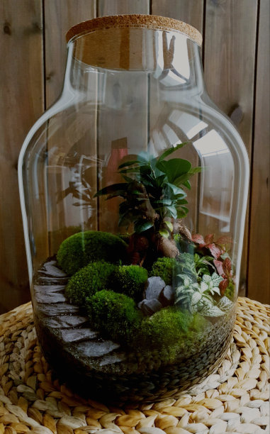 美丽的罐子活森林与自我生态系统，盆景，森林在一个罐子图片下载