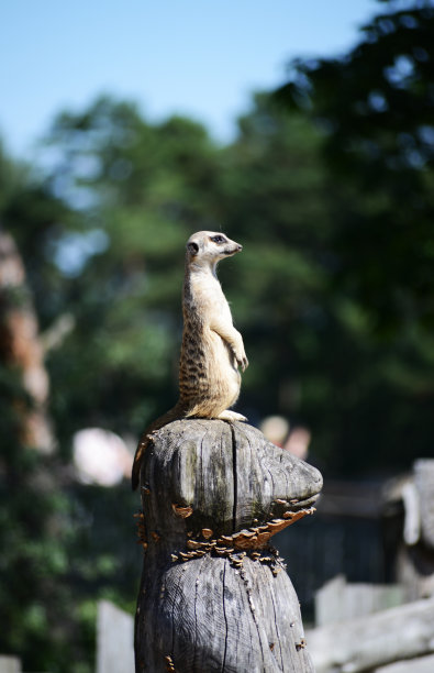 动物园里的猫鼬站着图片下载