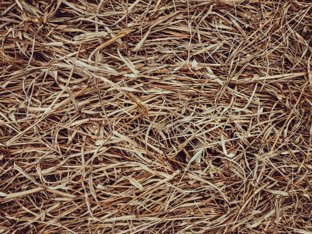 枯草纹理背景图片下载