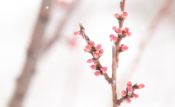 桃花春暖花开的背景图片下载