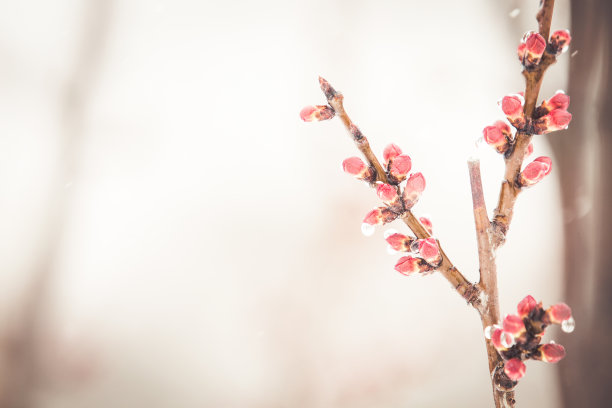 桃花春暖花开的背景图片下载
