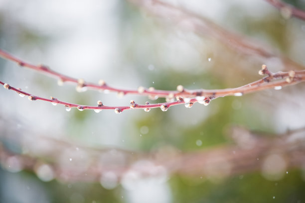 桃花春暖花开的背景图片下载