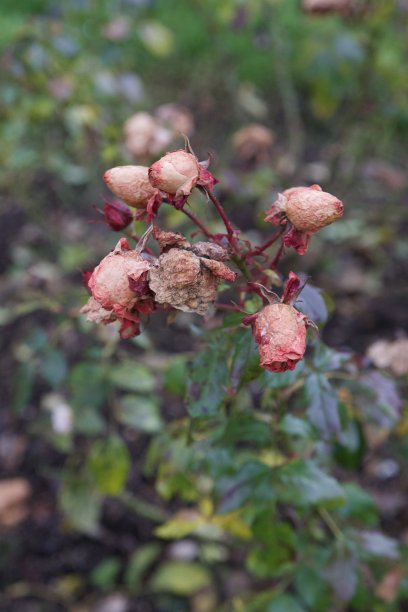 冰冻的玫瑰在秋天开花图片下载