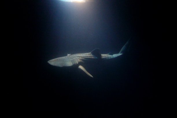 神奇的鲸鲨图片下载