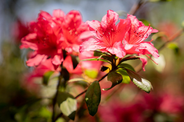 云南昆明春花盛开图片下载