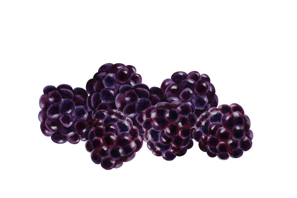 黑莓组在白色背景，手绘水彩。图片下载