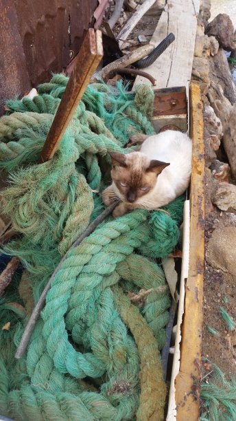 休息的家猫图片下载