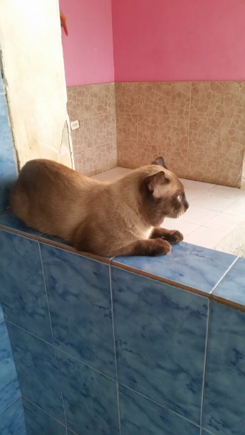 休息的家猫图片下载