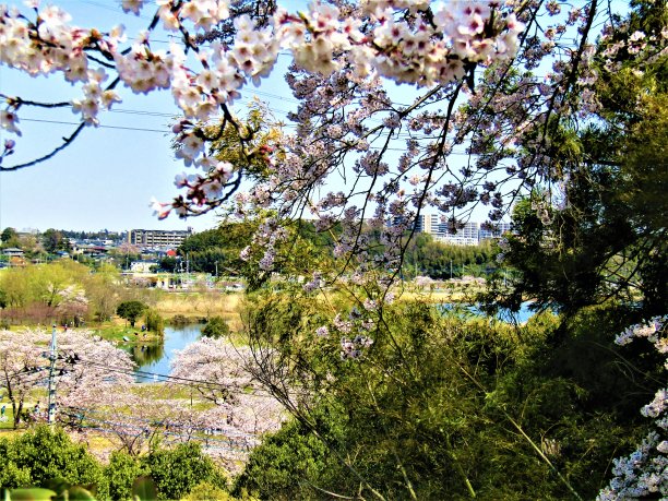 日本。3月。樱花。Teganuma湖和阿比科市的全景从邻居的山上。图片下载