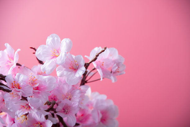 粉色背景上的人造樱花，春季素材图片下载