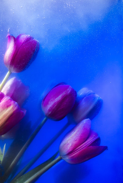 水下的粉色郁金香花瓣上有气泡，微距拍摄。图片下载