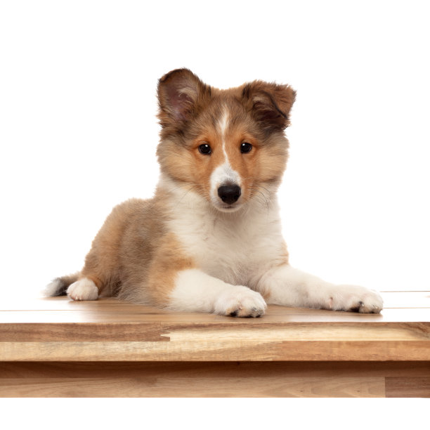 Shelti小狗的肖像图片下载