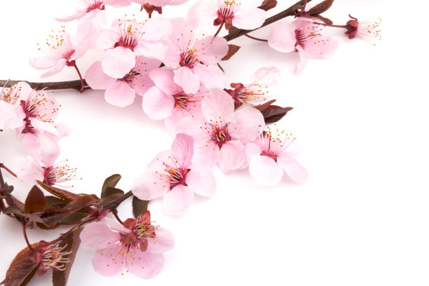 樱花，粉红色的樱花孤立在白色的背景图片下载