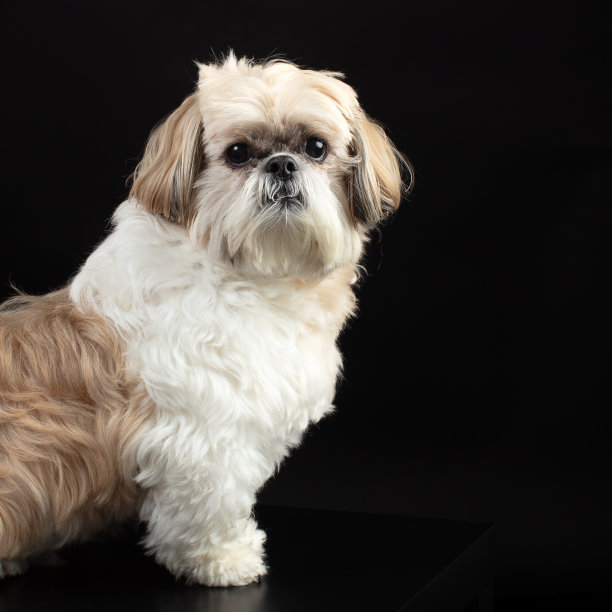 狮子狗的肖像图片下载