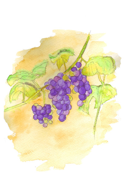 一种多汁的紫色葡萄的树枝，在黄色的背景上有明亮的绿色叶子。图片下载