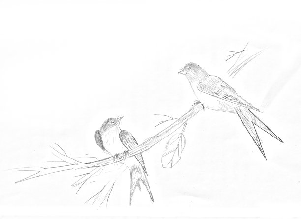 手绘鸟类素描图片下载