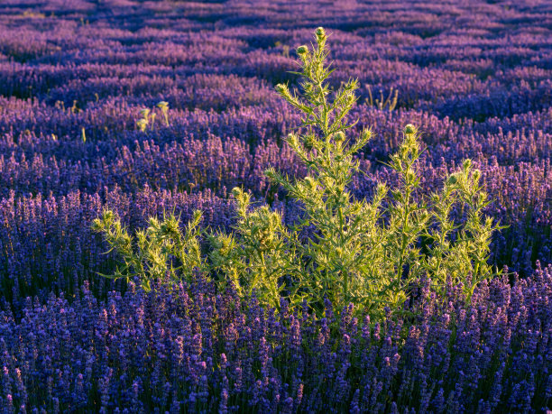 薰衣草，薰衣草，薰衣草，薰衣草图片下载