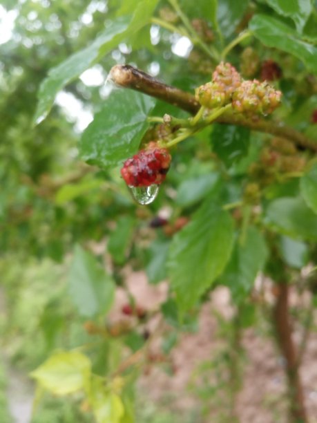 梅尔布里斯图片下载