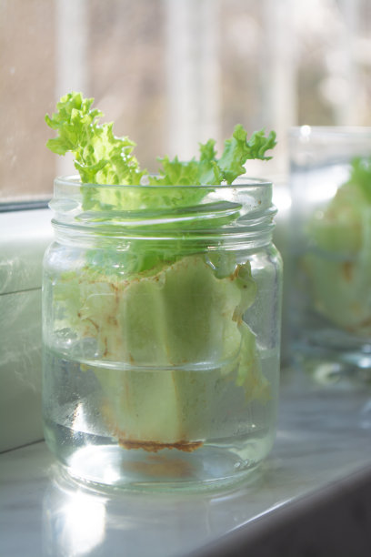 用残羹剩菜重新种植莴苣图片下载