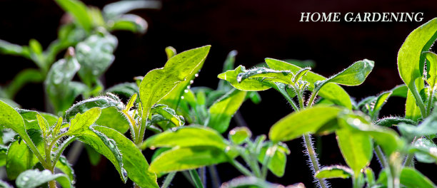 植物生长绿色，有番茄、嫩芽和自然光。课文“家庭园艺”。幼苗。生态，商业，地球日，有机作物生产。横幅。图片下载