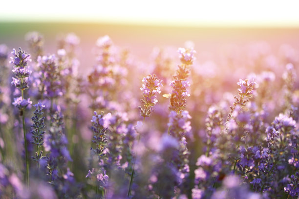 薰衣草花的细节和模糊的背景图片下载