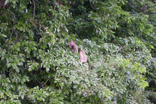 毛里求斯的动物图片下载