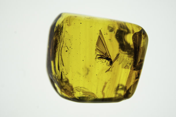 与昆虫琥珀图片下载