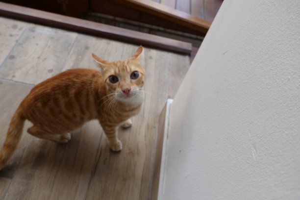 毛里求斯的动物图片下载