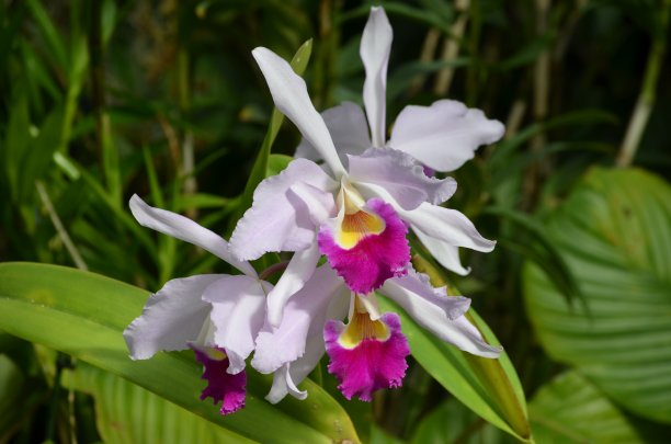 近距离的生动的粉红色紫色蝴蝶兰花盛开在花园里的花盆在一个阳光明媚的夏天，美丽的户外花卉背景与软焦点拍摄图片下载