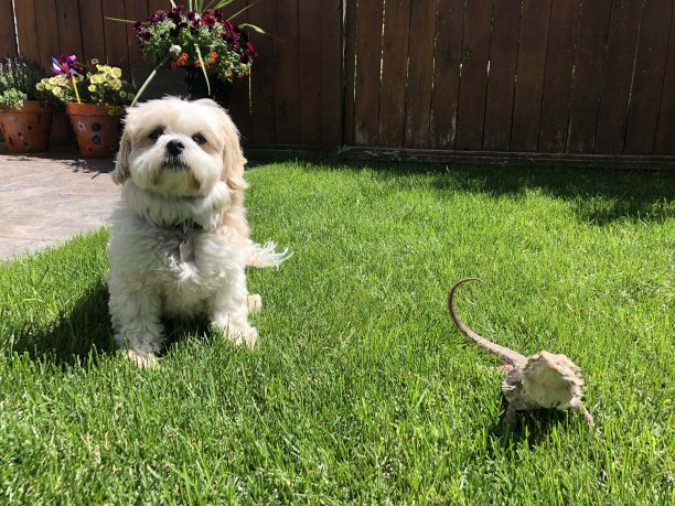 狗和蜥蜴图片下载