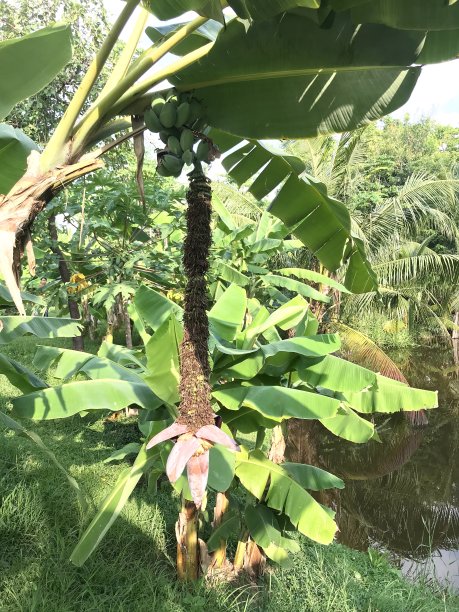 香蕉树上的香蕉花和果实图片下载