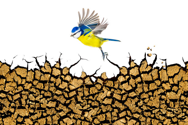 土壤裂缝。抽象的性质。孤立的形象。白色背景。图片下载