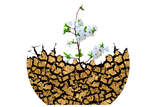 土壤裂缝。抽象的性质。孤立的形象。白色背景。图片下载