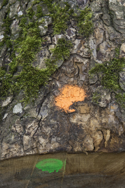 新切割的木材等待分发库存照片图片下载