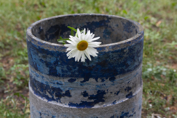 城市街道垃圾桶里的白色洋甘菊图片下载