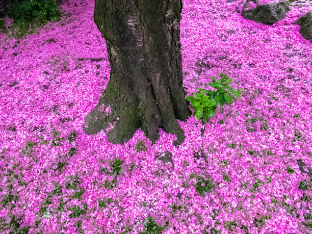 紫色的床上用品图片下载