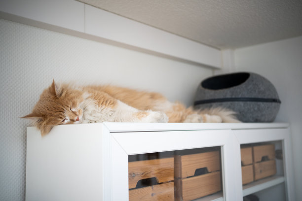 睡觉的猫图片下载