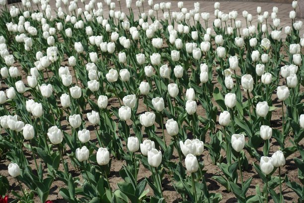 花坛与许多纯白色郁金香在四月图片下载