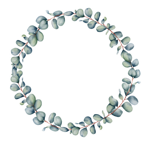 桉树花环。水彩手绘剪贴在白色的背景。图片下载
