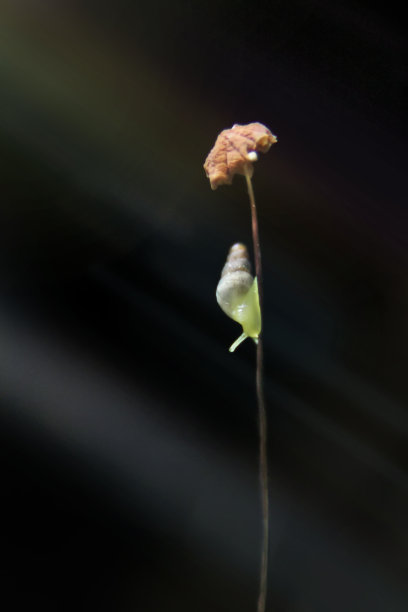 蜗牛正在寻找食物图片下载