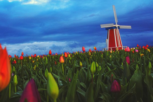 郁金香在春天图片下载