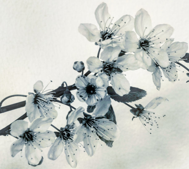 苹果花图片下载