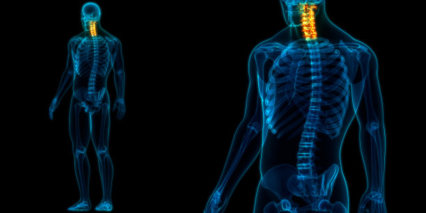 人体骨骼系统解剖学中的脊柱、颈椎图片下载