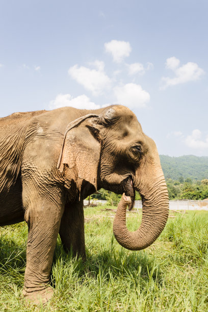 泰国清迈的亚洲象图片下载