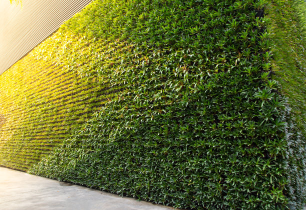 绿墙垂直花园图片下载