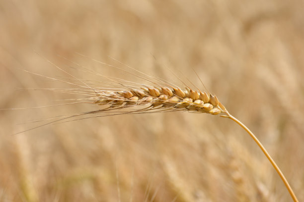 田野上金色小麦穗的特写图片下载
